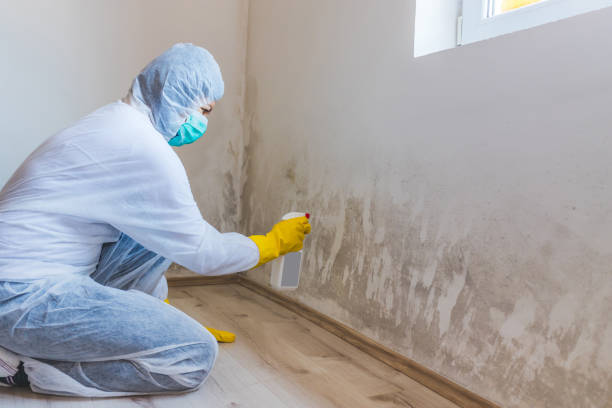 Licensed Mold Remediation service in Georgetown, MA - WQB Mold Removal