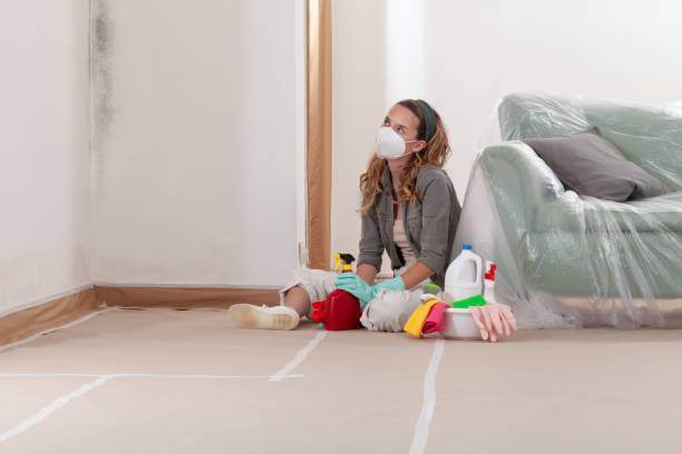 Reliable Mold Remediation contractor in Georgetown, MA by WQB Mold Removal